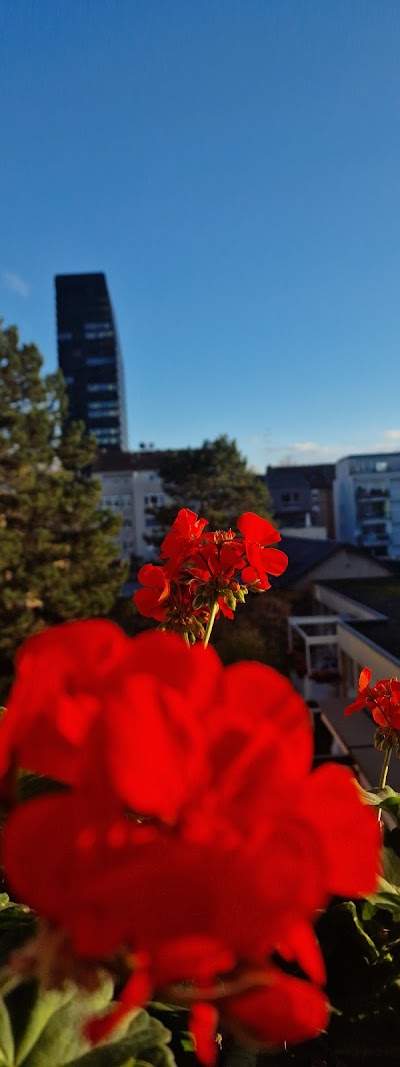 dandelion Pflegezentrum für Menschen mit Demenz Foto 3